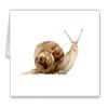 DJ Rogers Fine Art Snail - Set of 10 Note Cards With Envelopes view 1