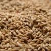Briess Pale Ale Malt 1 lb view 1