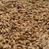 Briess Bonlander Munich Uncrushed Malt - 1 lb. Bag view 1