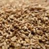 Briess Carapils Malt 1 lb view 1
