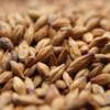 Weyermann CaraMunich Type 1 Malt 1 lb view 1