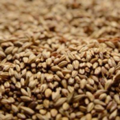 Briess Caramel 20L Malt 1 lb