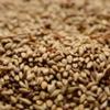 Briess Caramel 20L Malt 1 lb view 1