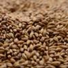 Briess Special Roast Malt 1 lb view 1