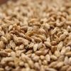 Rahr Standard 6-Row Uncrushed Malt - 1 lb. Bag view 1