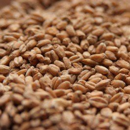 Rahr Red Wheat Uncrushed Malt - 10 lb. Bag