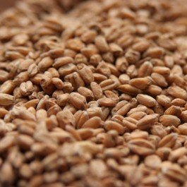 Rahr Red Wheat Uncrushed Malt - 10 lb. Bag