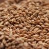 Rahr Red Wheat Uncrushed Malt - 10 lb. Bag view 1