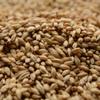 Dingemans Pale Ale Uncrushed Malt - 1 lb. Bag view 1