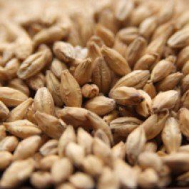 Swaen Pilsner Uncrushed Malt - 55 lb. Bag