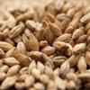 Swaen Pilsner Uncrushed Malt - 55 lb. Bag view 1