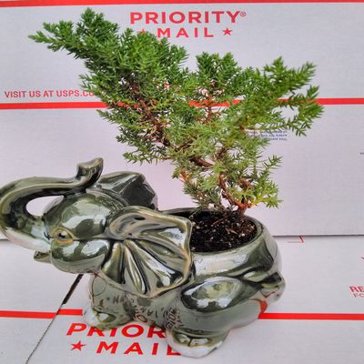 Japanese Juniper Bonsai Tree Fluffy Elephant Indoor/outdoor 4.5 Vase Unique From Jmbamboo