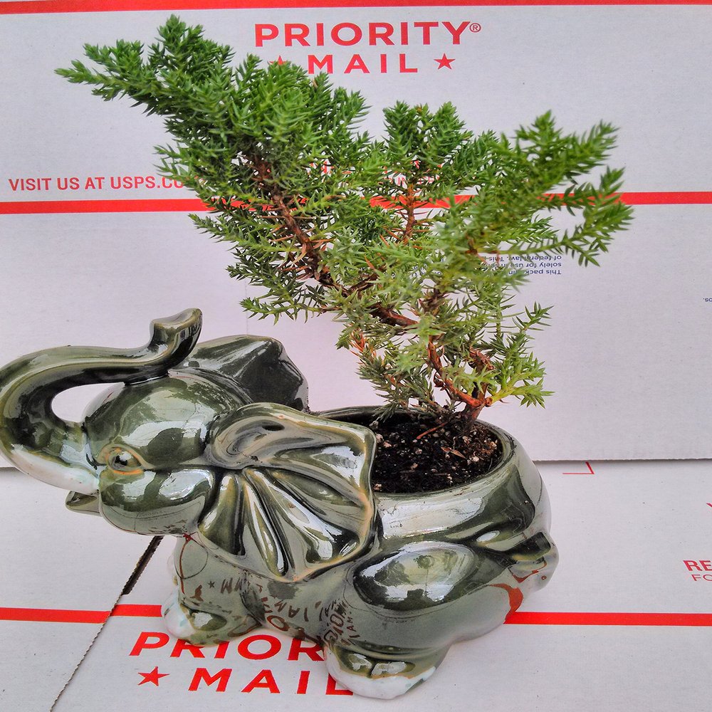 Japanese Juniper Bonsai Tree Fluffy Elephant Indoor/outdoor 4.5 Vase Unique From Jmbamboo