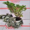 Japanese Juniper Bonsai Tree Fluffy Elephant Indoor/outdoor 4.5 Vase Unique From Jmbamboo view 1