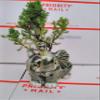 Japanese Juniper Bonsai Tree Fluffy Elephant Indoor/outdoor 4.5 Vase Unique From Jmbamboo view 2