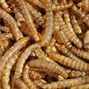 MBTP Bulk Dried Mealworms - Treats for Chickens & Wild Birds (2 Lbs) view 4