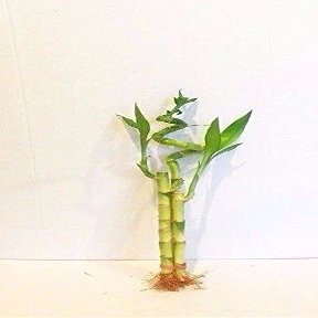 3 Stalks of Lucky Bamboo Live Real Plant from Jmbamboo