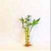 3 Stalks of Lucky Bamboo Live Real Plant from Jmbamboo view 1