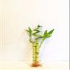 3 Stalks of Lucky Bamboo Live Real Plant from Jmbamboo view 2