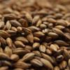 Crisp Amber Malt - 1 LB, Uncrushed view 1