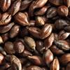 Simpsons Roasted Barley - 1 LB, Uncrushed view 1