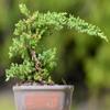 Indoorbonsai Traditional Juniper Bonsai Tree in 8inch Pot and Free Organic Fertilizer view 1
