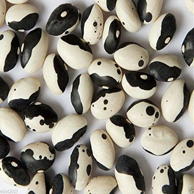 200 Black Calypso Beans(Phaseolus vulgaris) known as Yin/Yang bean,organic