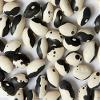 200 Black Calypso Beans(Phaseolus vulgaris) known as Yin/Yang bean,organic view 1