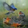 Eastern Bluebird NY State Bird Artwork Micro Fiber Cleaning Cloth view 1