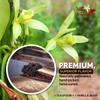 Villa Vainilla Pure Vanilla Extract - Premium Concentrated, Real, Natural, Gourmet Flavor from Mexico (8.4 Fl Oz Pure Vanilla Extract) view 3