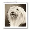 DJ Rogers Fine Art Old English Sheepdog - Set of 10 Dog Note Cards With Envelopes view 1