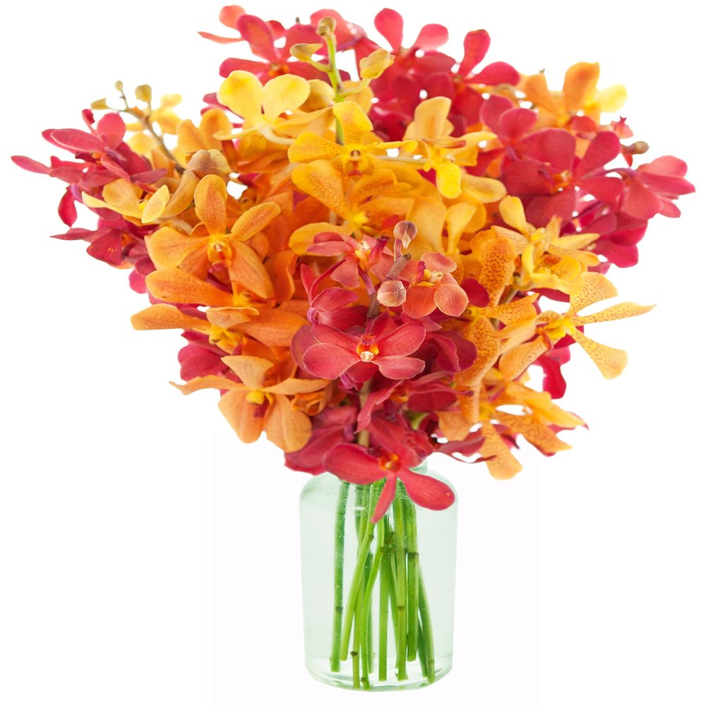 DELIVERY by Fri, 02/09 Guaranteed IF Order Placed by 02/08 Before 2PM EST.KaBloom Valentine's PRIME NEXT DAY DELIVERY - Phoenix Rising Red and Yellow Mokara Orchids (10 Stems) - With Vase
