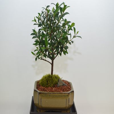 Dwarf Cherry, Broom Style, Flowers,5 Years Old