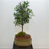 Dwarf Cherry, Broom Style, Flowers,5 Years Old view 1