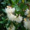 Dwarf Cherry, Broom Style, Flowers,5 Years Old view 2