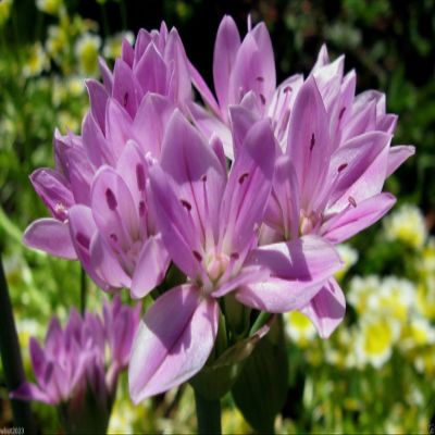 30 Allium unifolium Kellogg (Oneleaf Onion) pink,for rock garden