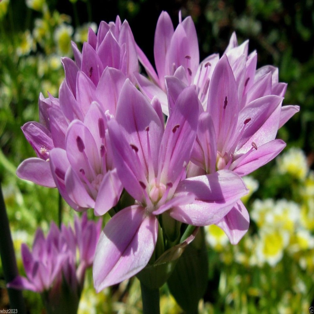 30 Allium unifolium Kellogg (Oneleaf Onion) pink,for rock garden