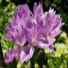 30 Allium unifolium Kellogg (Oneleaf Onion) pink,for rock garden view 1