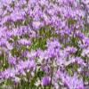 30 Allium unifolium Kellogg (Oneleaf Onion) pink,for rock garden view 2
