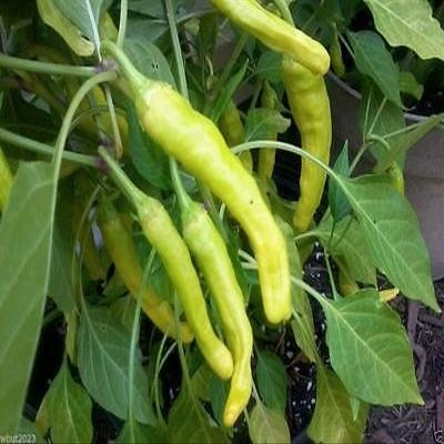 25 Charleston Hot Pepper Seeds- Organic chili, chile, great in salsa & hot sauce