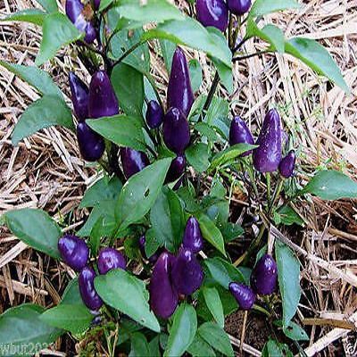 10 HAITIAN PURPLE HOT PEPPER ( Capsicum Annuum) Medium Heat 90 days.