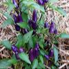 10 HAITIAN PURPLE HOT PEPPER ( Capsicum Annuum) Medium Heat 90 days. view 1