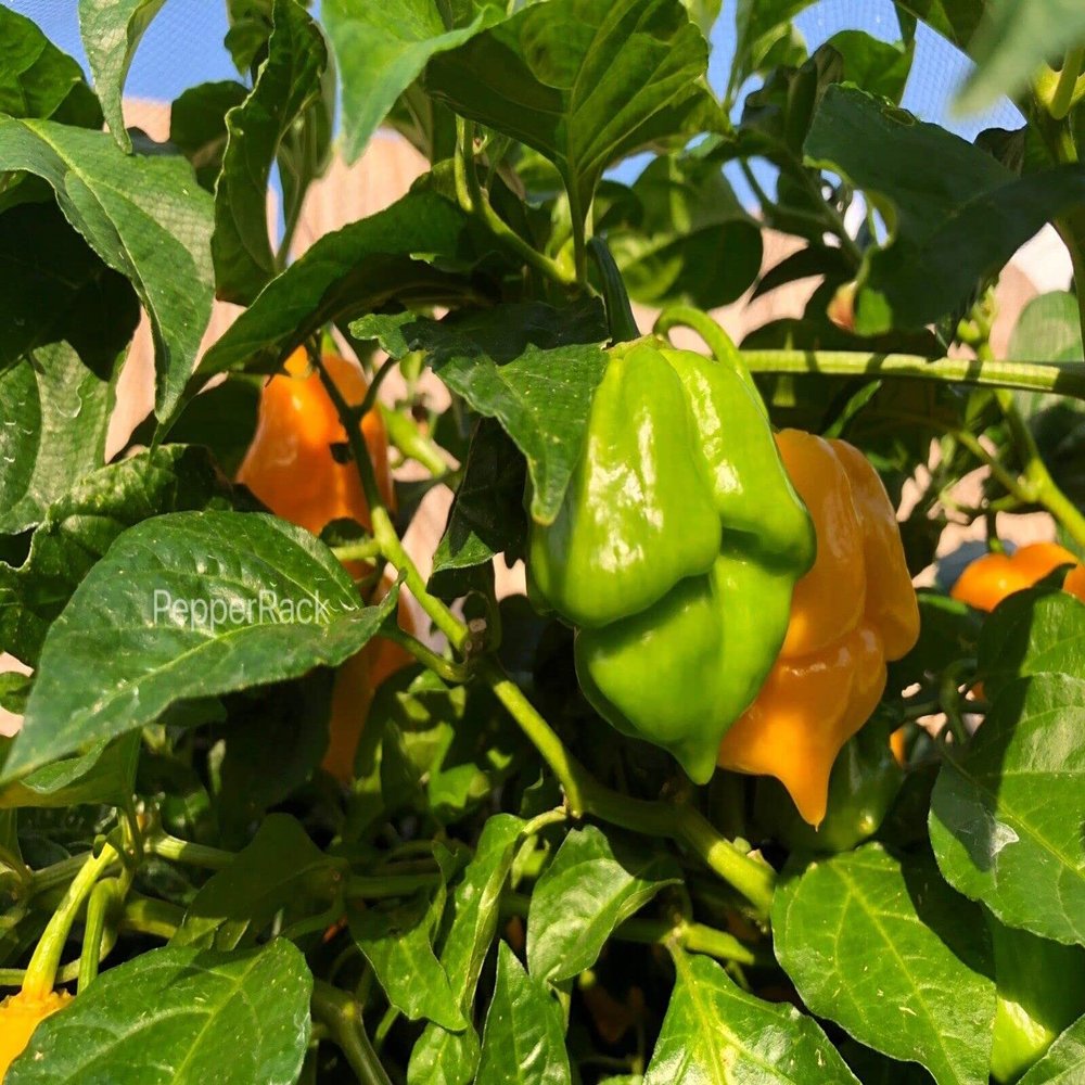 10 Trinidad Scorpion CARDI with Super Hot 990,000 SHU