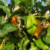 10 Trinidad Scorpion CARDI with Super Hot 990,000 SHU view 1