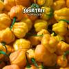 Spur Tree Jamaican Scotch Bonnet Pepper Sauce  Scotch Bonnet Hot Sauce for an Authentic Jamaican Experience  Scotch Bonnet Peppers to Spice Up Your Dish (5 Oz, 3 Pack) view 3