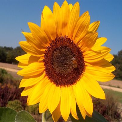 100 Giant Grey Stripe Sunflowers, Helianthus annuus,Heieloom Organic Seeds