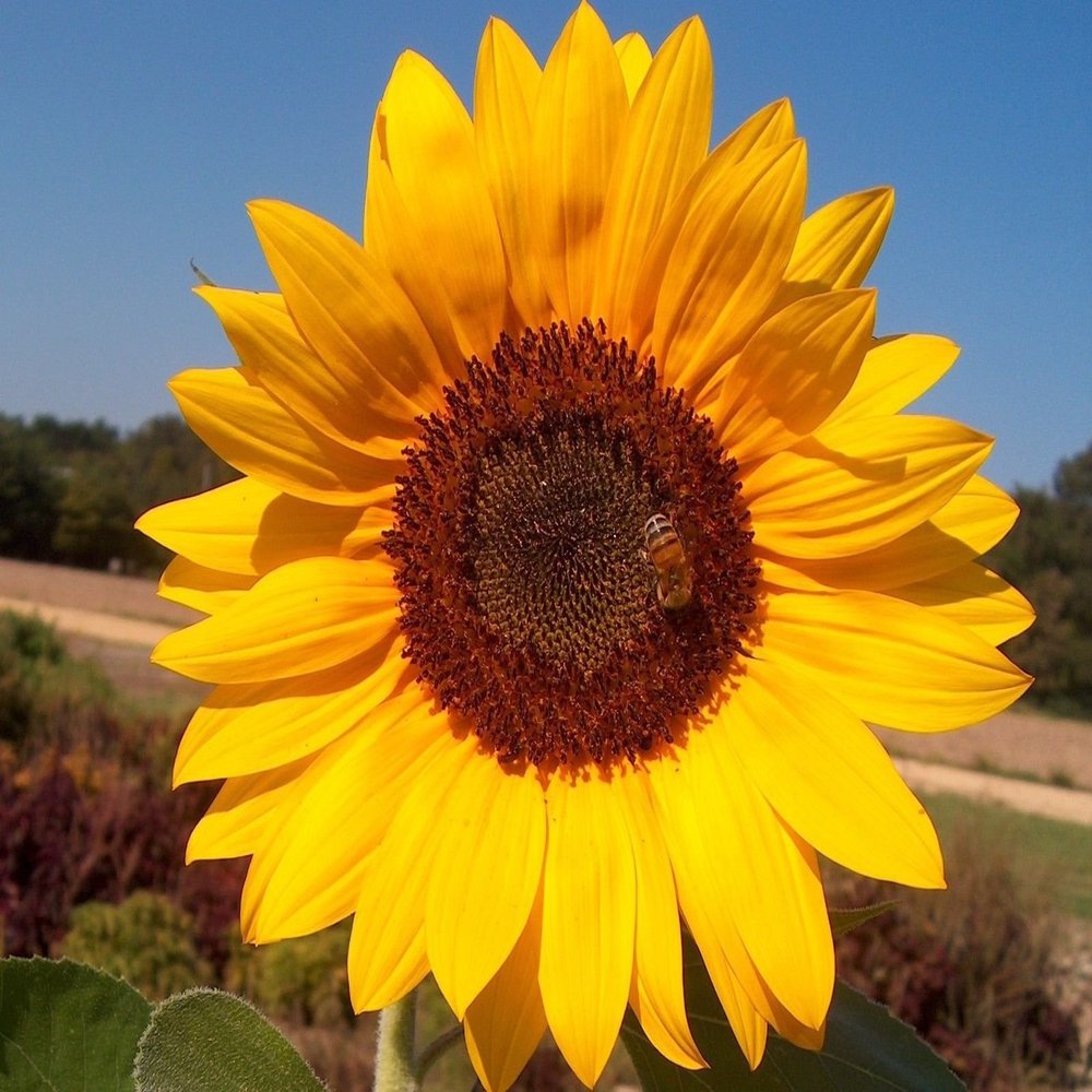 100 Giant Grey Stripe Sunflowers, Helianthus annuus,Heieloom Organic Seeds