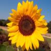 100 Giant Grey Stripe Sunflowers, Helianthus annuus,Heieloom Organic Seeds view 1