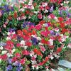 Annual Sweet Pea Knee High Mix Sweet peas make excellent cut flowers view 1