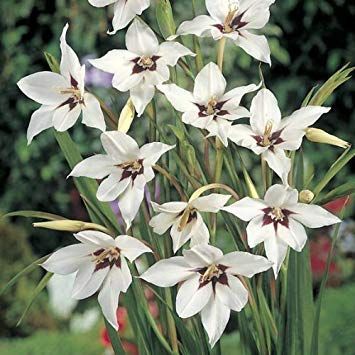 Acidanthera Peacock Orchid Bulbs - 15 Bulbs Very rare and beautiful Flowers